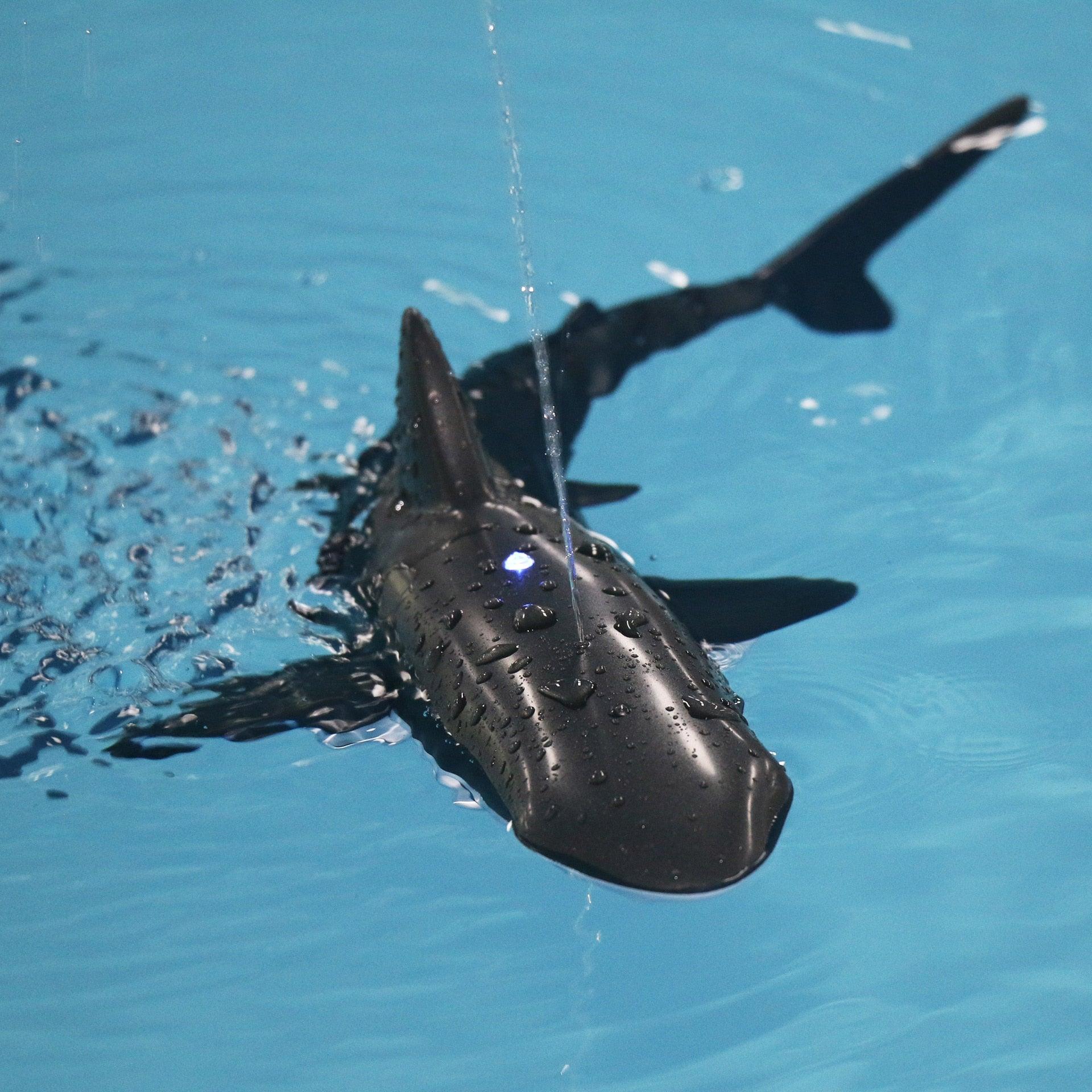 Requin Télécommandé