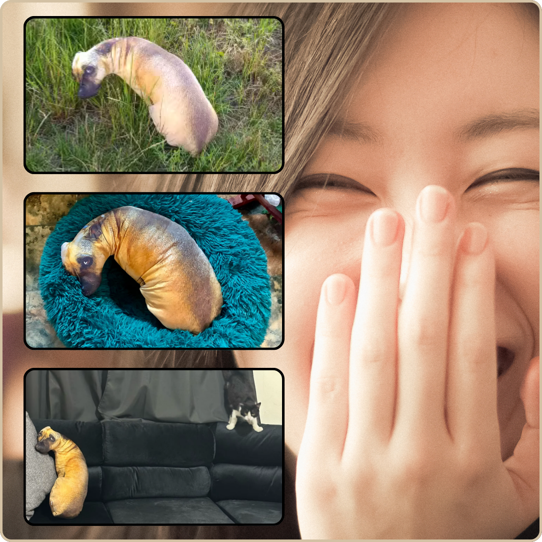 Peluche Chien | Réelcanin™