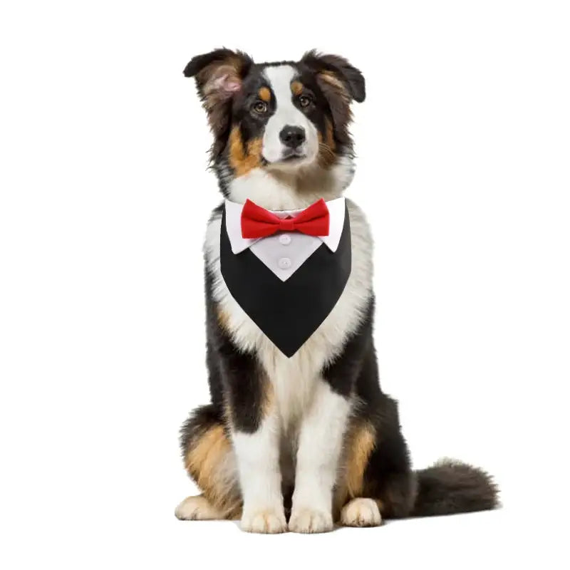Dog bow tie costume collar