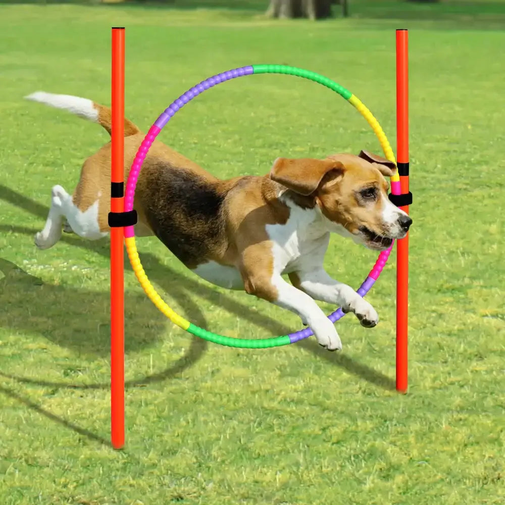 Dog Obstacle Kit