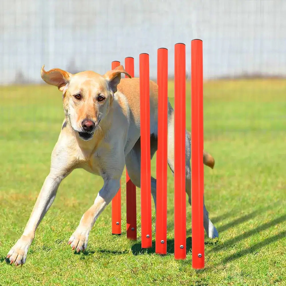 Dog Obstacle Kit